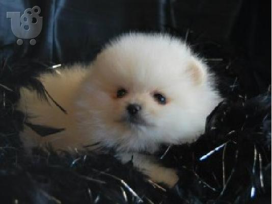 POMERANIAN TOY